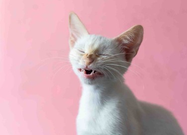 Gatto che starnutisce