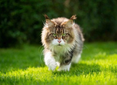 Maine Coon