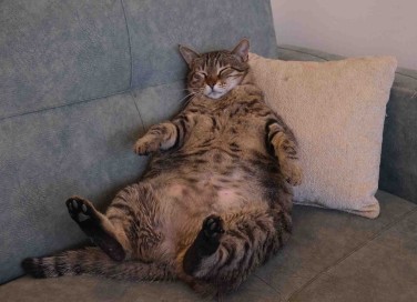 gatto grasso