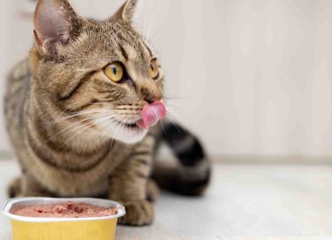 cibo umido dei pets