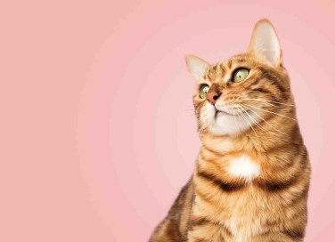 Fino a che età crescono i gatti?