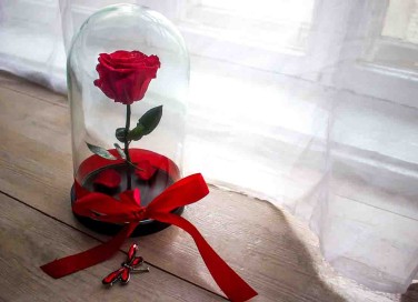 rose stabilizzate