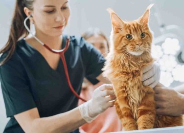 Come calmare il gatto dal veterinario