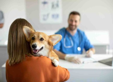 tranquillizzare il cane dal veterinario