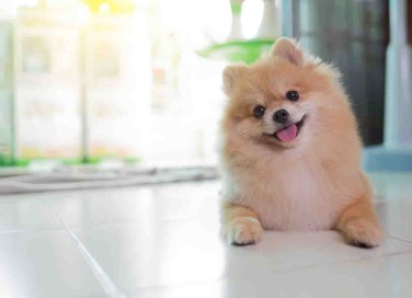 volpino di Pomerania