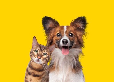 Bonus animali domestici 2024