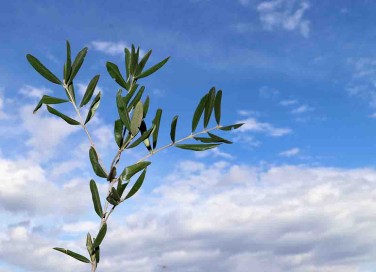 Domenica delle Palme