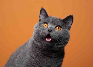 feromoni per gatti