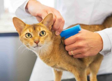 Microchip nei gatti