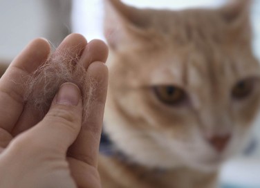 Forfora nel gatto