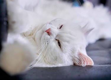 Perché il gatto vuole le coccole di notte?