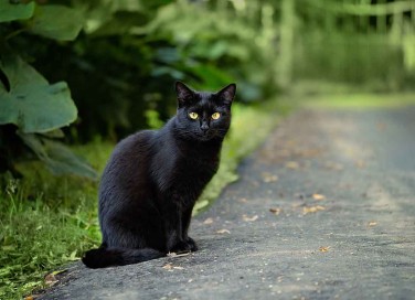 gatti escono di casa da soli