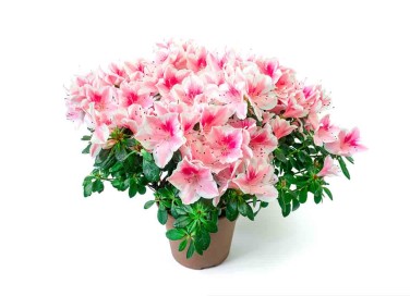 azalea dell'Airc