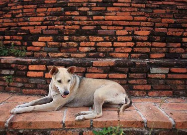 età dei cani