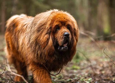 Mastino Tibetano