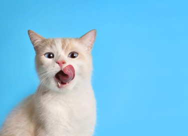 età dei gatti