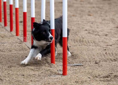 agility dog 
