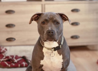 cani pericolosi