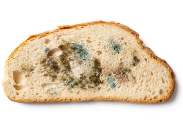 muffa nel cibo