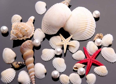 conchiglie e sassi al mare
