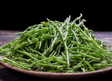salicornia