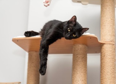 gatti liqurizia