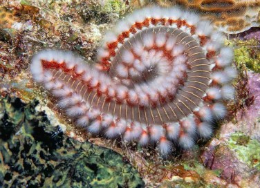 vermocane