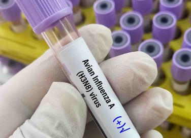 influenza aviaria gatti