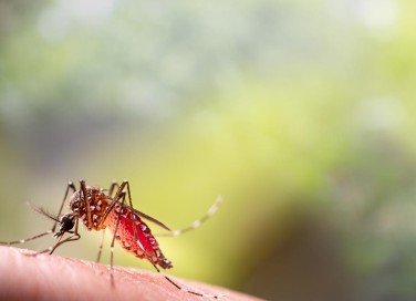 febbre Dengue