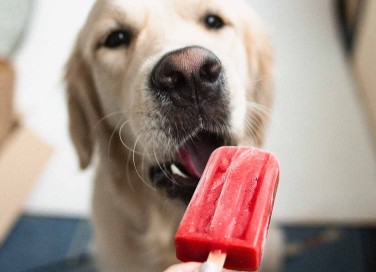 ghiaccioli per cani