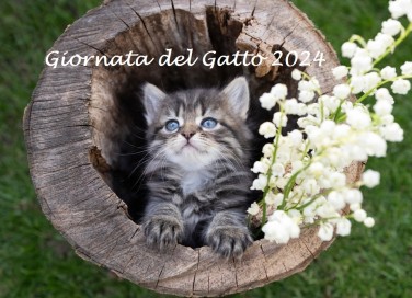 giornata internazionale del gatto 2024, giornata del gatto 2024, giornata del gatto immagini