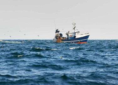 pesce nel Mediterraneo