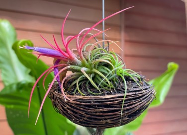 quali sono le piante senza terra, piante senza terra, cure tillandsia