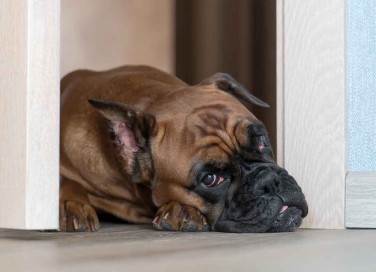 pensione cani