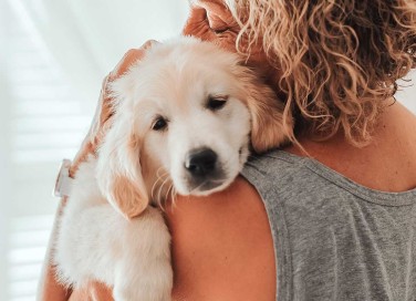 pet therapy