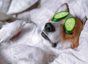 dog beauty routine