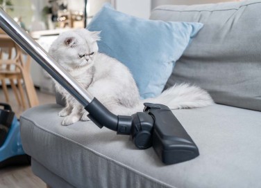 pulire casa con un animale domestico