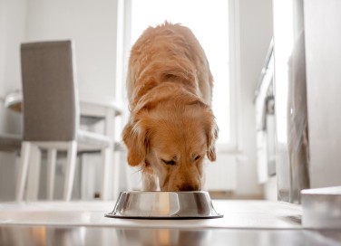alimentazione del cane