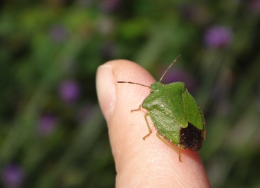 cimici