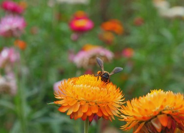 biodiversità