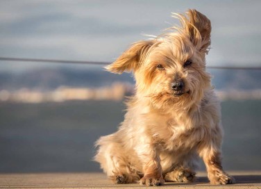 cane che ha paura del vento