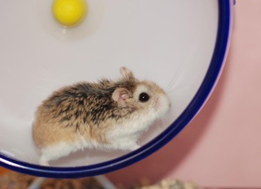 criceto sulla ruota