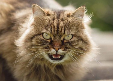 gatto respira a bocca aperta