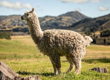 alpaca 