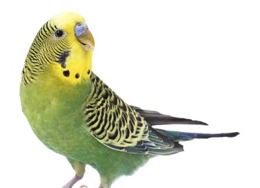 cocorite