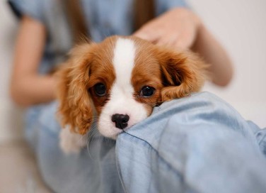 congedo per malattia degli animali domestici