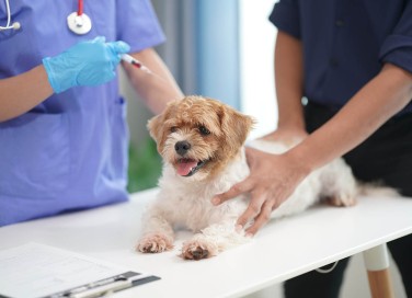 veterinario sociale