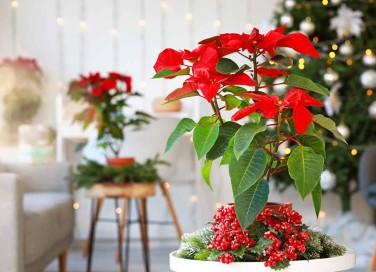 piante da regalare a Natale
