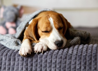proteggere i pets dal freddo