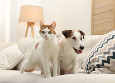 telecamere per cani e gatti
